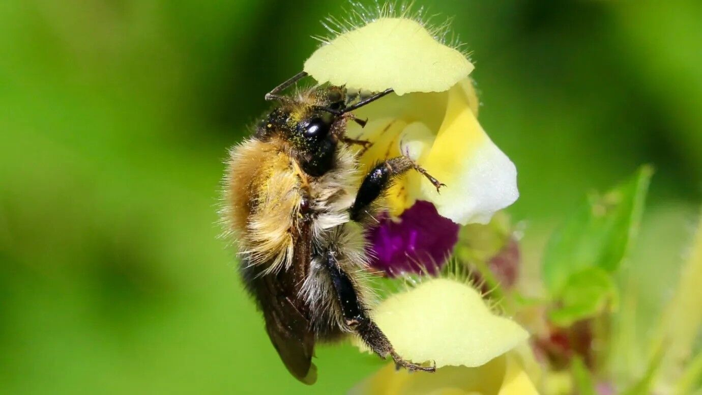 Bumblebees, like this common carder bee rely partly on scent to find flowers on which to feed. Heat waves may hamper their ability to smell such flowers.