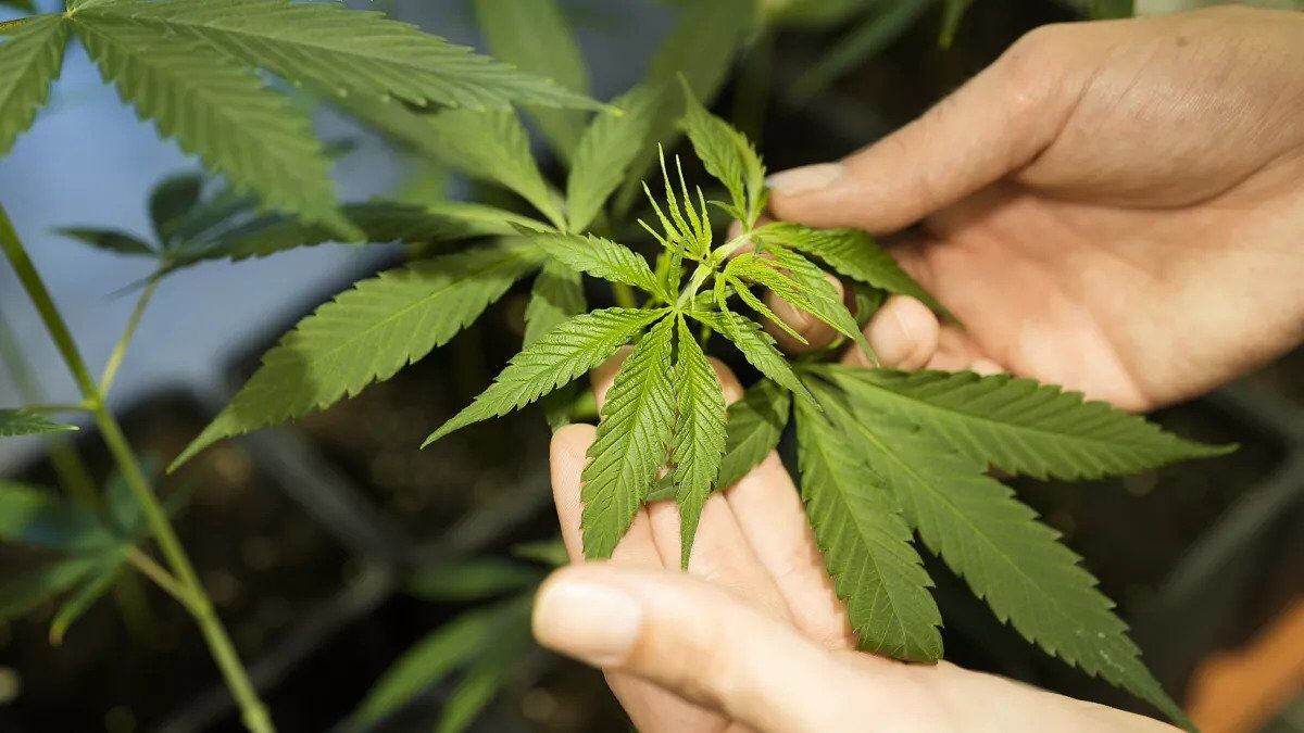  Cannabis Use Linked to Epigenetic Changes, Study Indicates