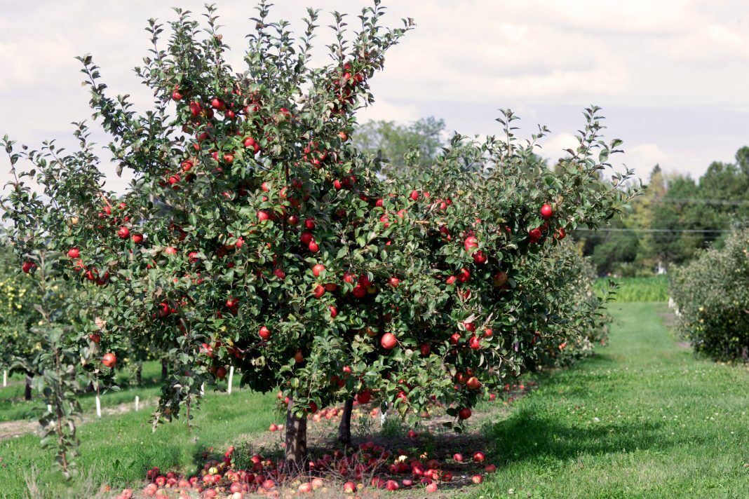 Changes in CO2 Exchange and Influential Factors in an Apple Orchard Over Time