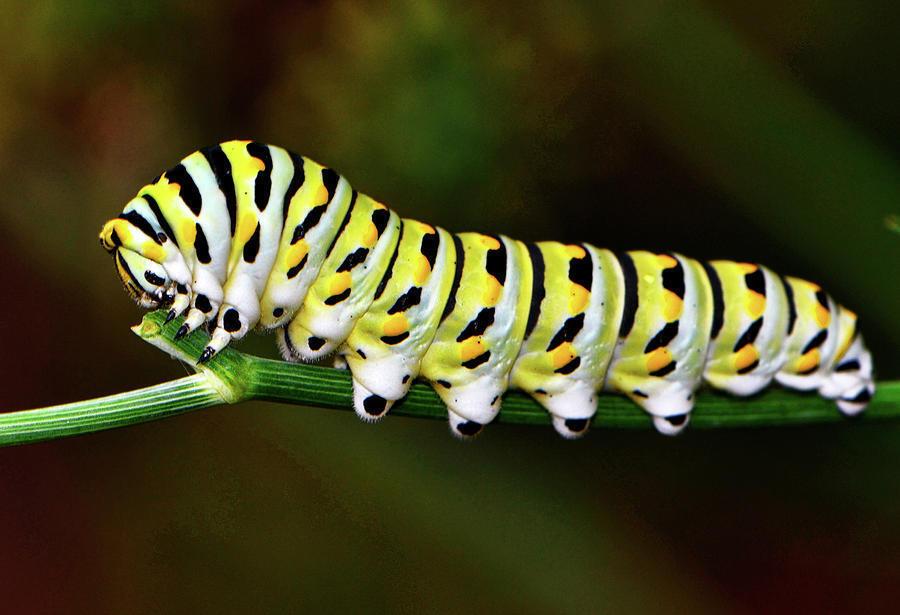 12 Spiritual Meanings of Seeing a Caterpillar