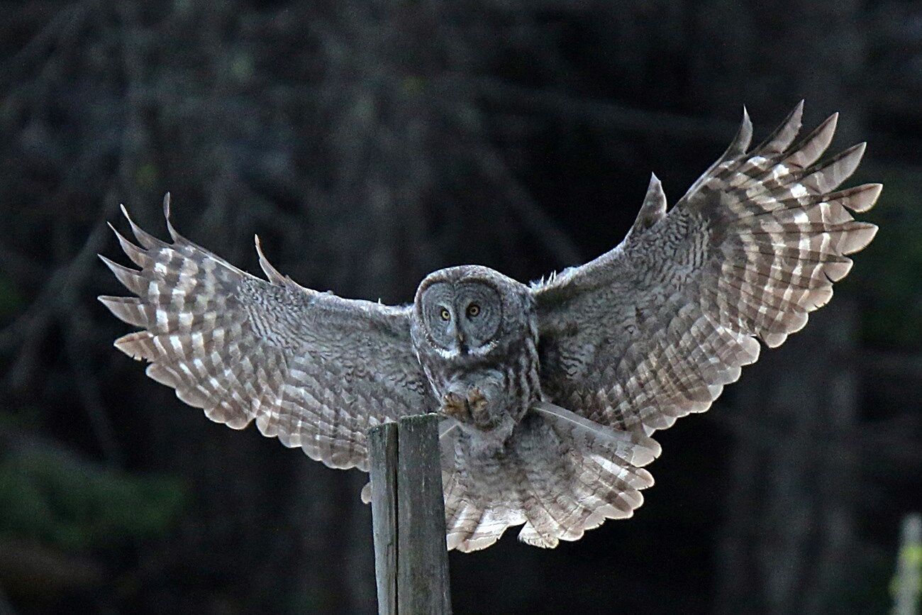 11 Spiritual Meanings of an Owl Crossing Your Path