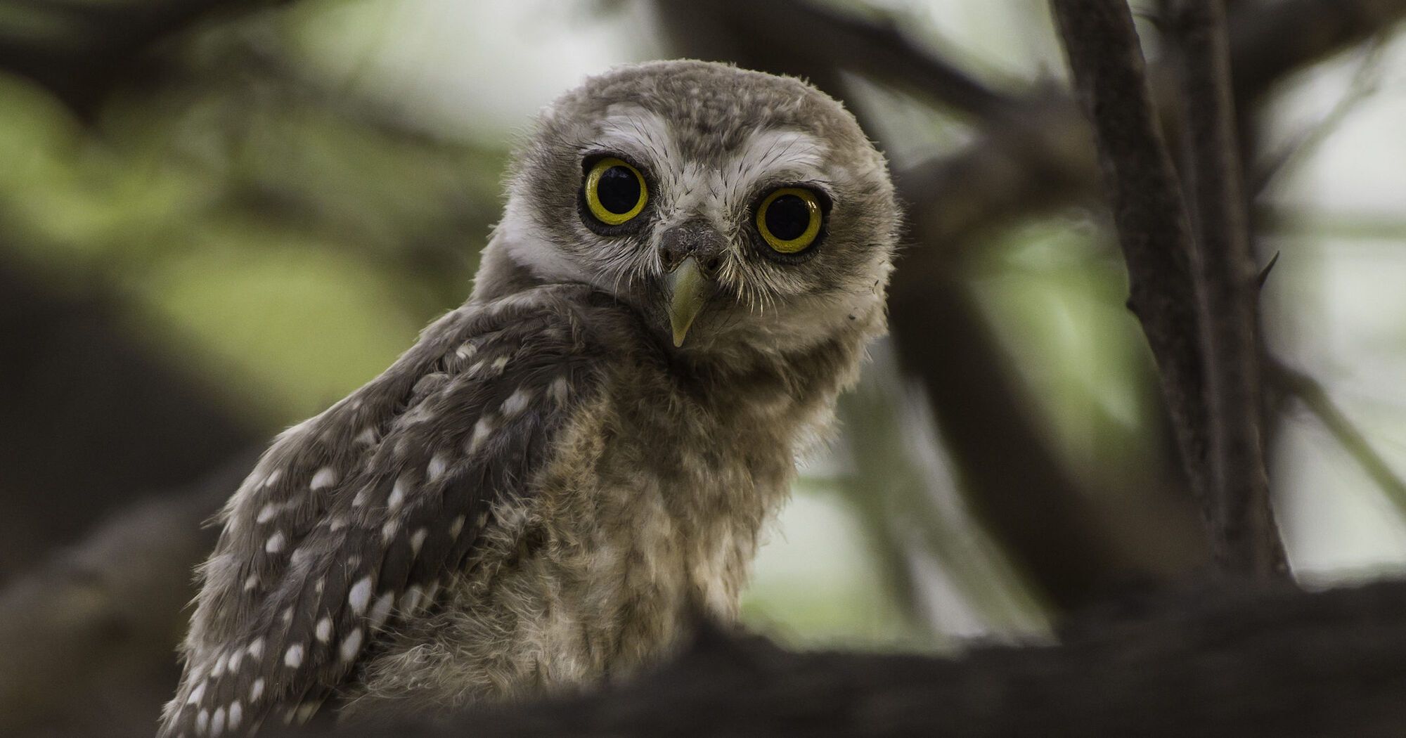 11 Spiritual Meanings of an Owl Crossing Your Path