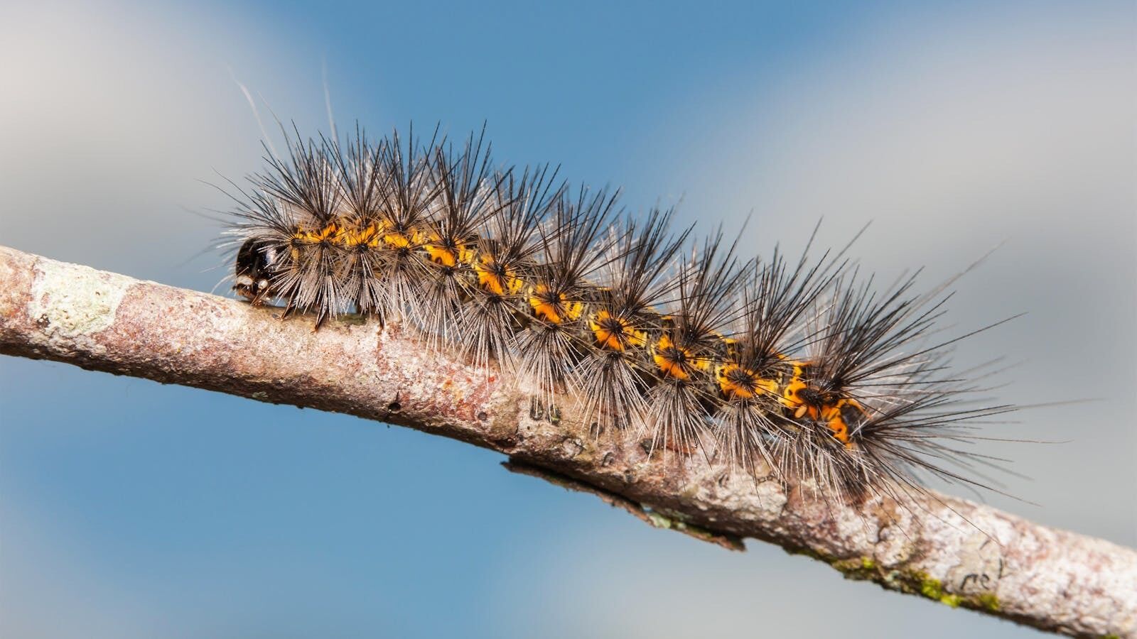 12 Spiritual Meanings of Seeing a Caterpillar