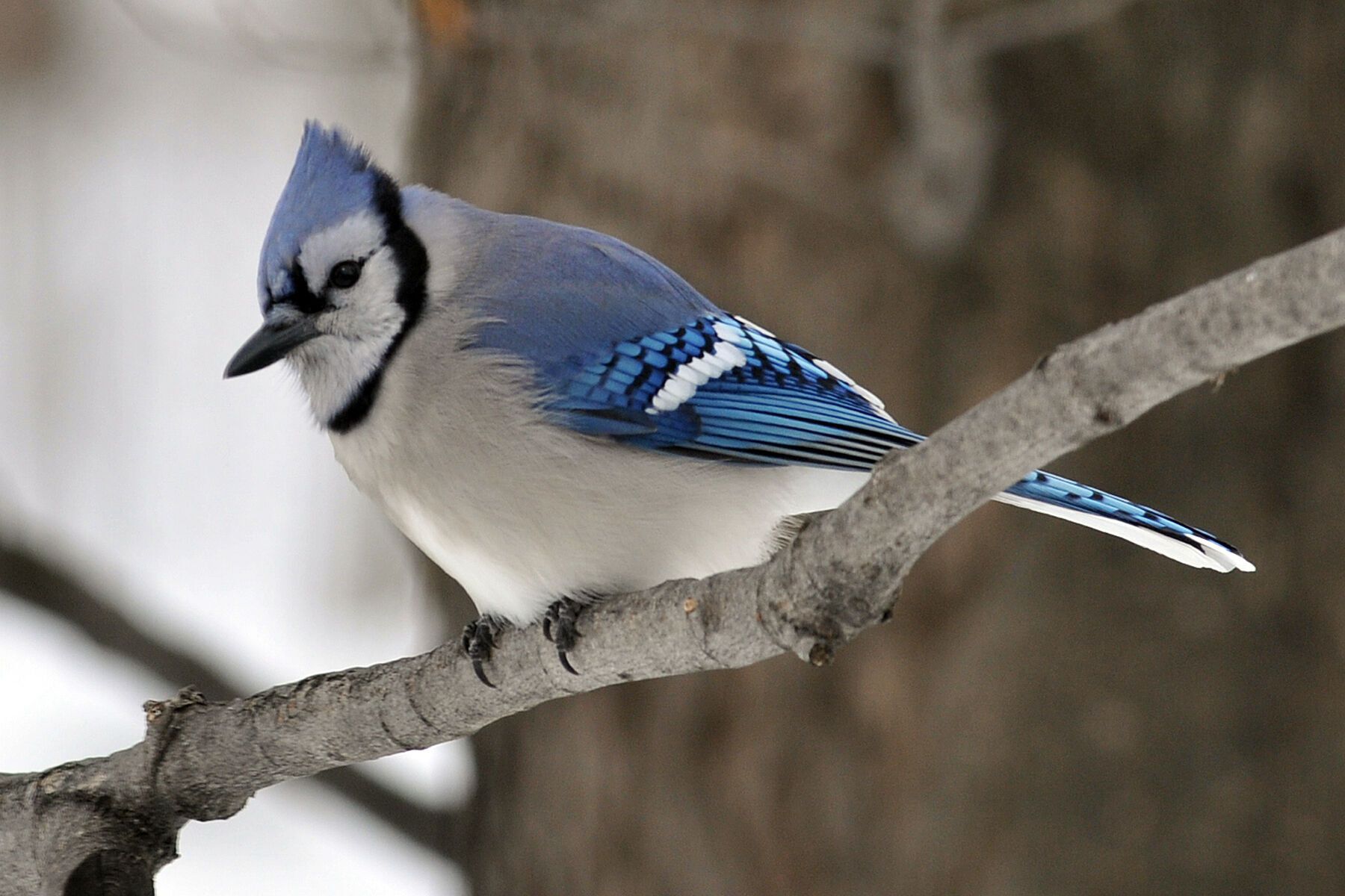 Blue Jay Spirit Animal: Symbolism and Significance