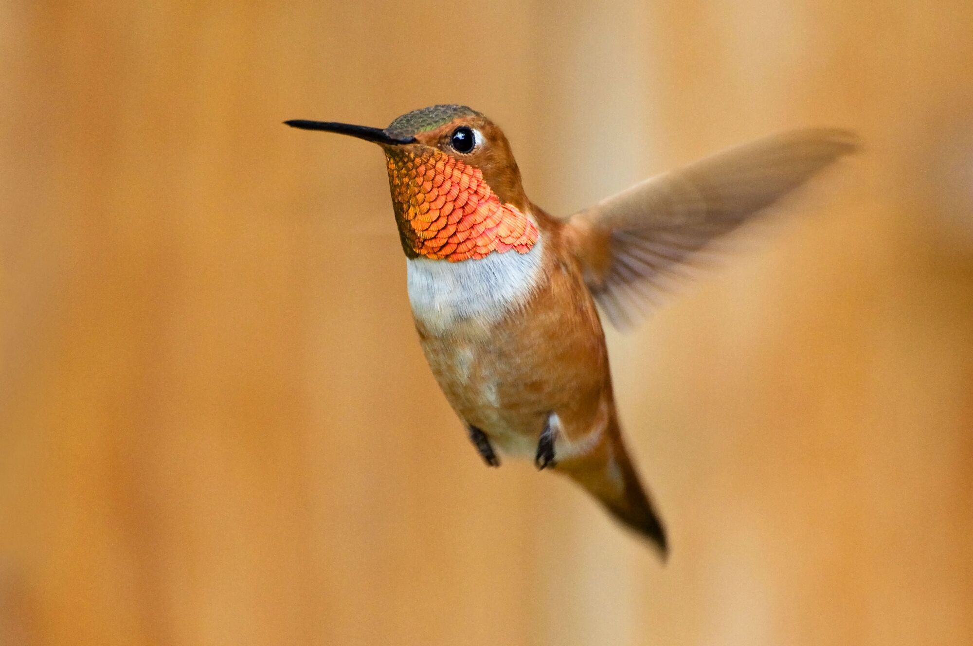 Hummingbird Spirit Animal: What Does a Hummingbird Symbolize?