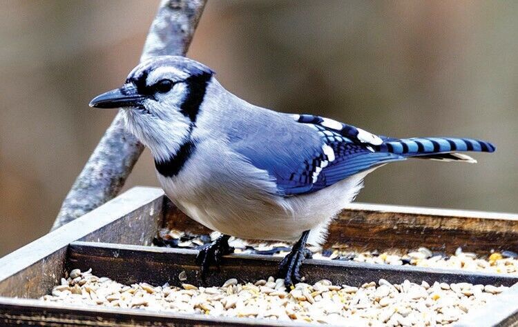 Blue Jay Spirit Animal: Symbolism and Significance