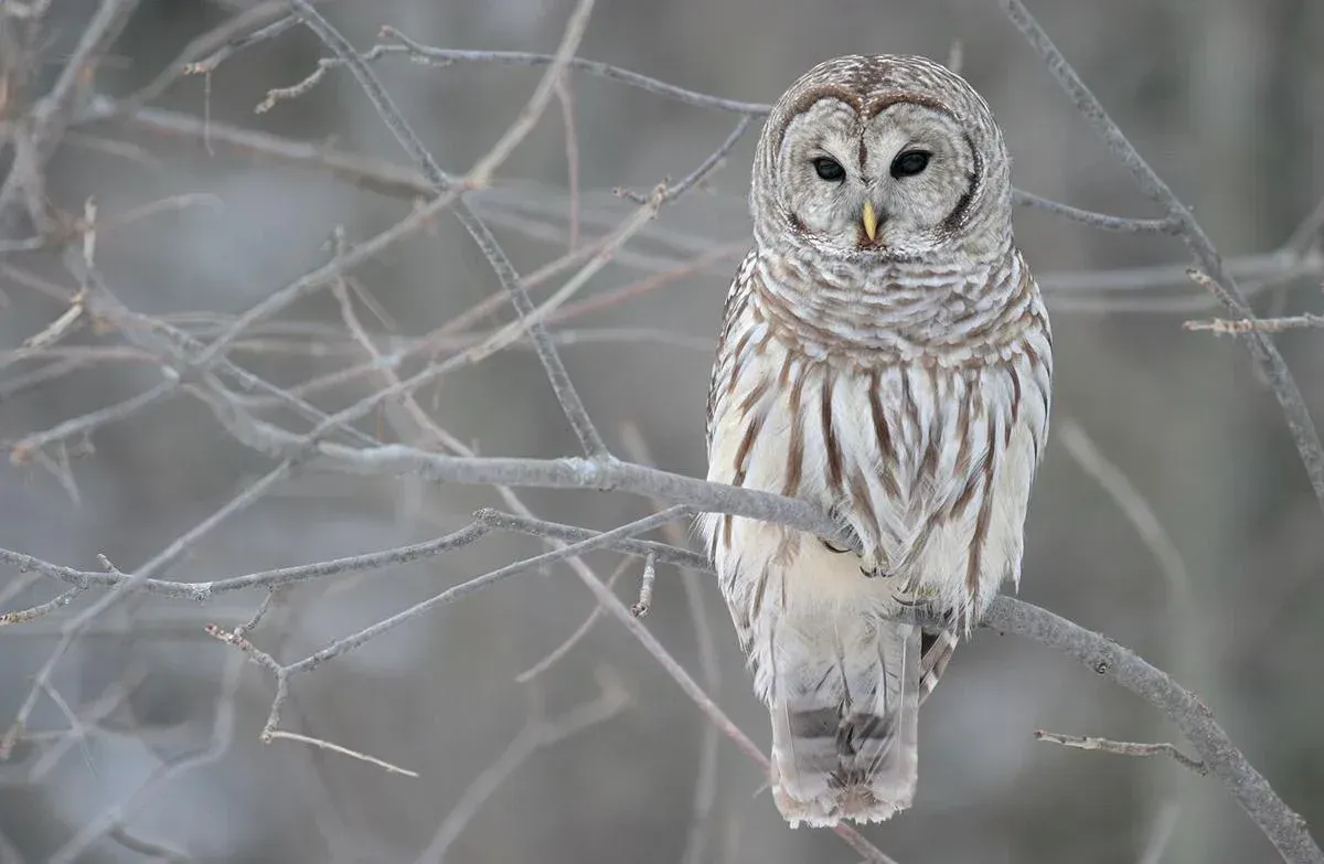 Owl Spirit Animal: What Does an Owl Symbolize?