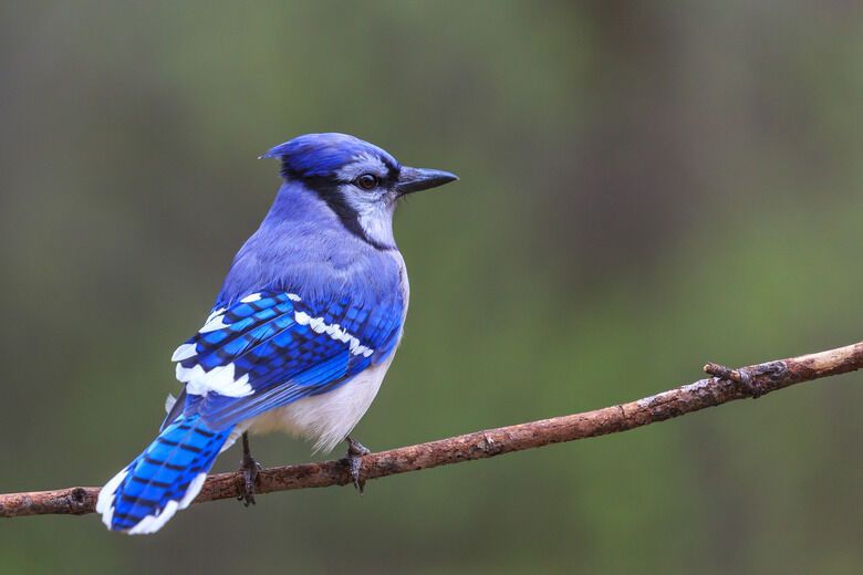 Blue Jay Spirit Animal: Symbolism and Significance