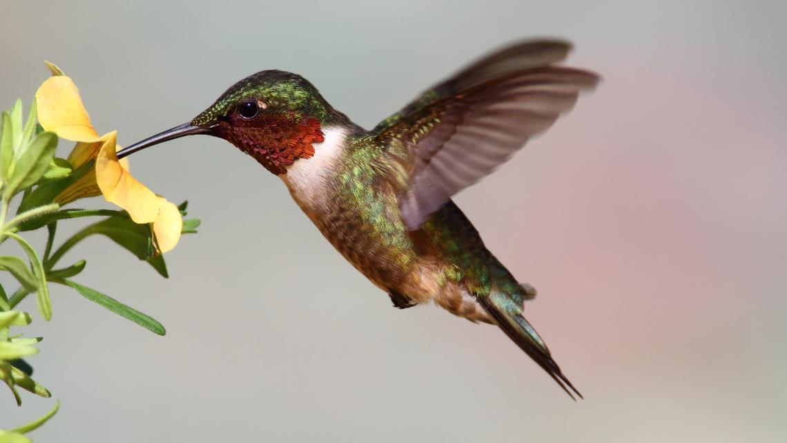 Hummingbird Spirit Animal: What Does a Hummingbird Symbolize?