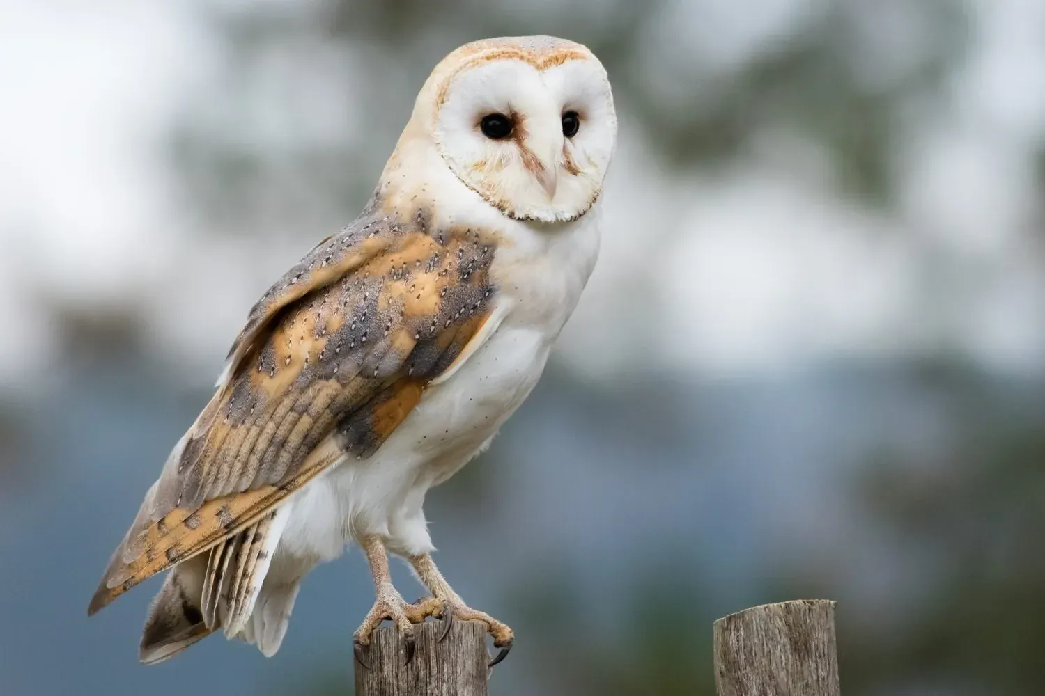 Owl Spirit Animal: What Does an Owl Symbolize?