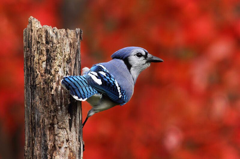 Blue Jay Spirit Animal: Symbolism and Significance