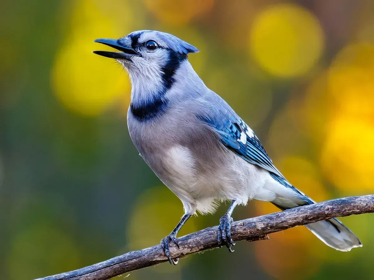 Blue Jay Spirit Animal: Symbolism and Significance