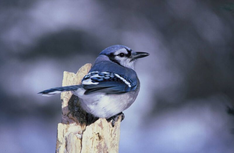 Blue Jay Spirit Animal: Symbolism and Significance