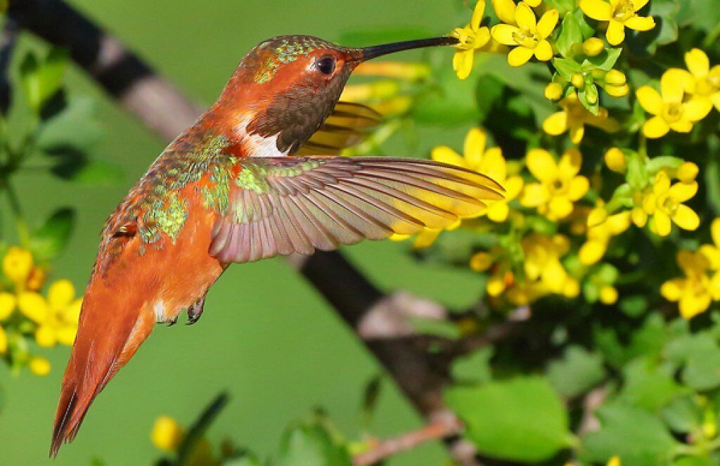 Hummingbird Spirit Animal: What Does a Hummingbird Symbolize?