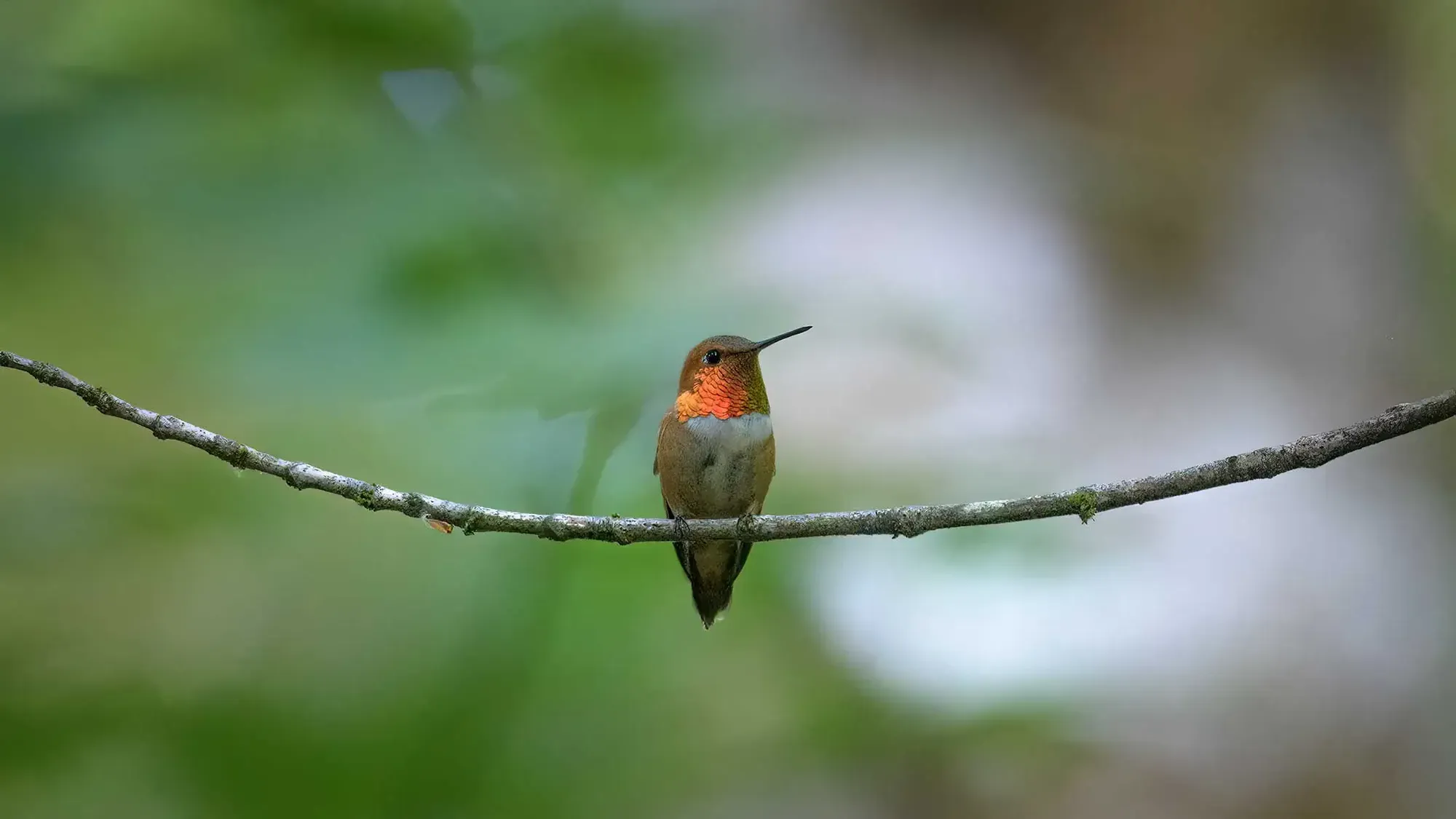 Hummingbird Spirit Animal: What Does a Hummingbird Symbolize?