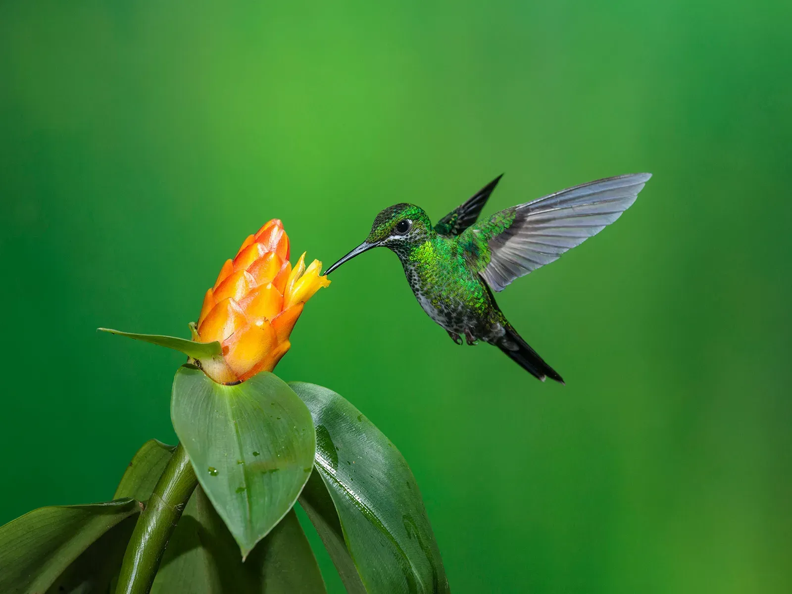 Hummingbird Spirit Animal: What Does a Hummingbird Symbolize?