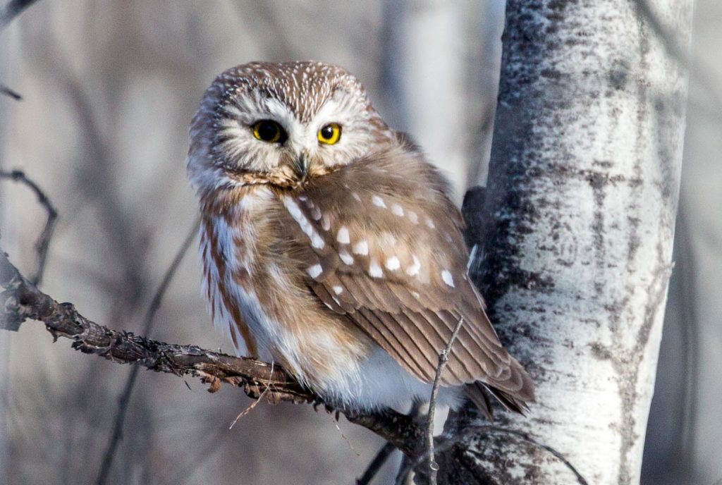 Owl Spirit Animal: What Does an Owl Symbolize?