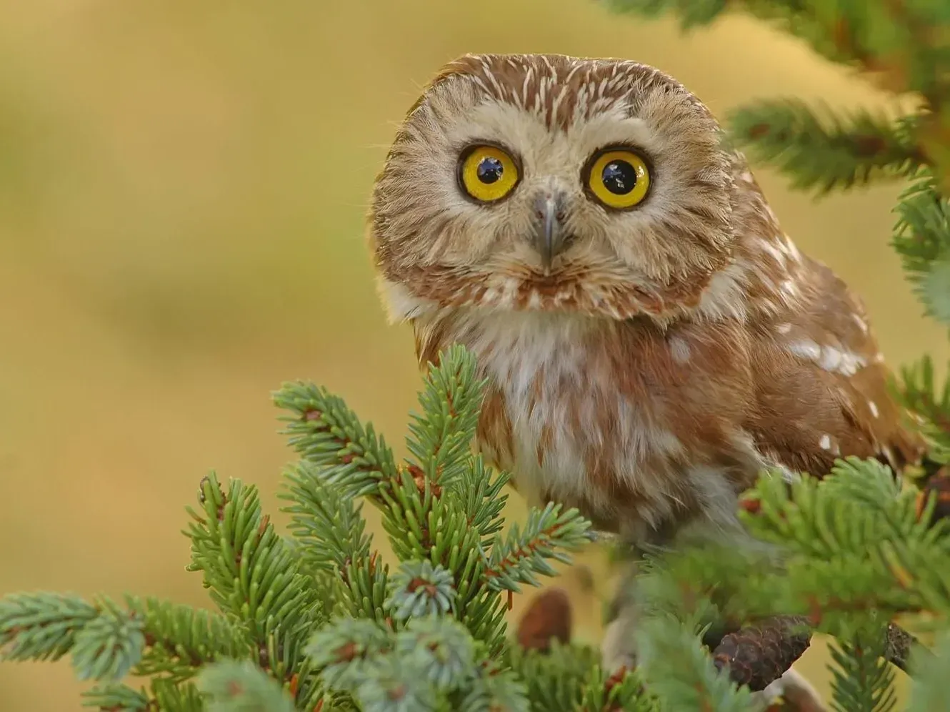 Owl Spirit Animal: What Does an Owl Symbolize?