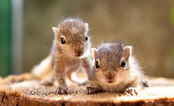 Discovering the Symbolism of Squirrel as Spirit Animal