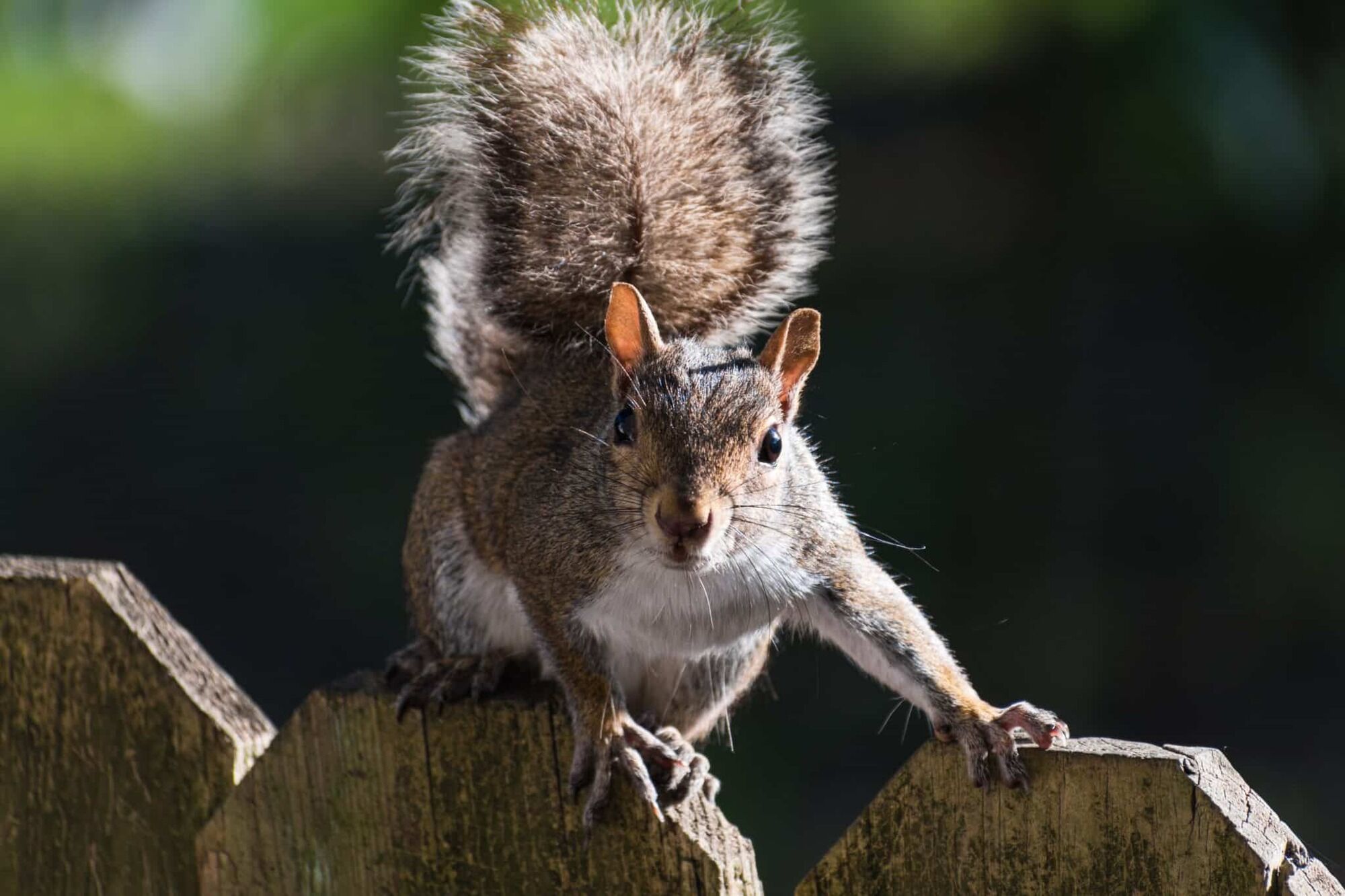 Discovering the Symbolism of Squirrel as Spirit Animal