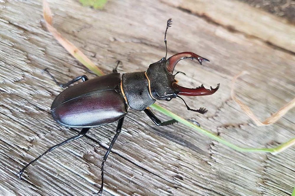 Beetle Spirit Animal: What Does a Beetle Symbolize?