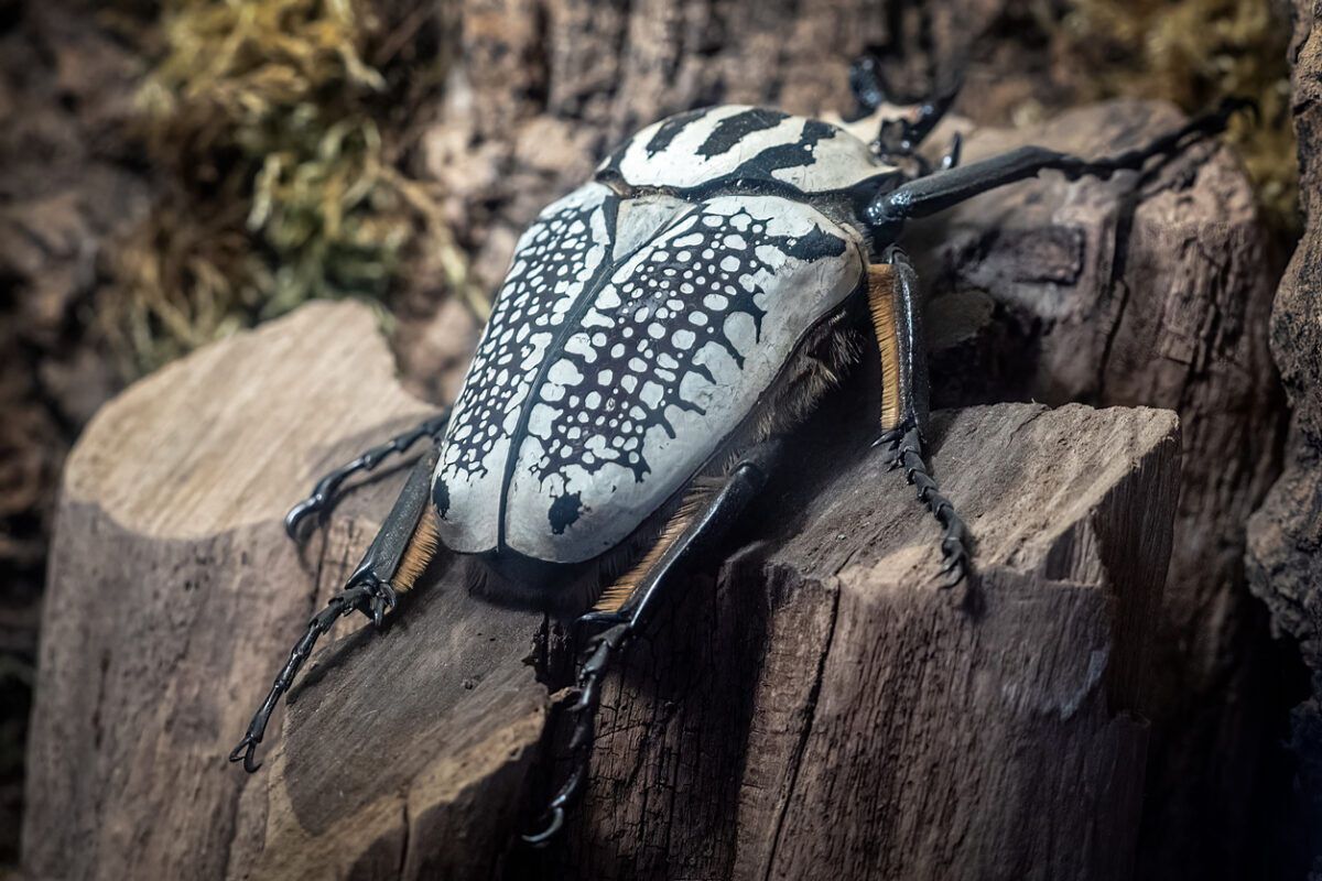 Beetle Spirit Animal: What Does a Beetle Symbolize?