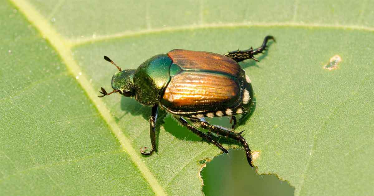 Beetle Spirit Animal: What Does a Beetle Symbolize?