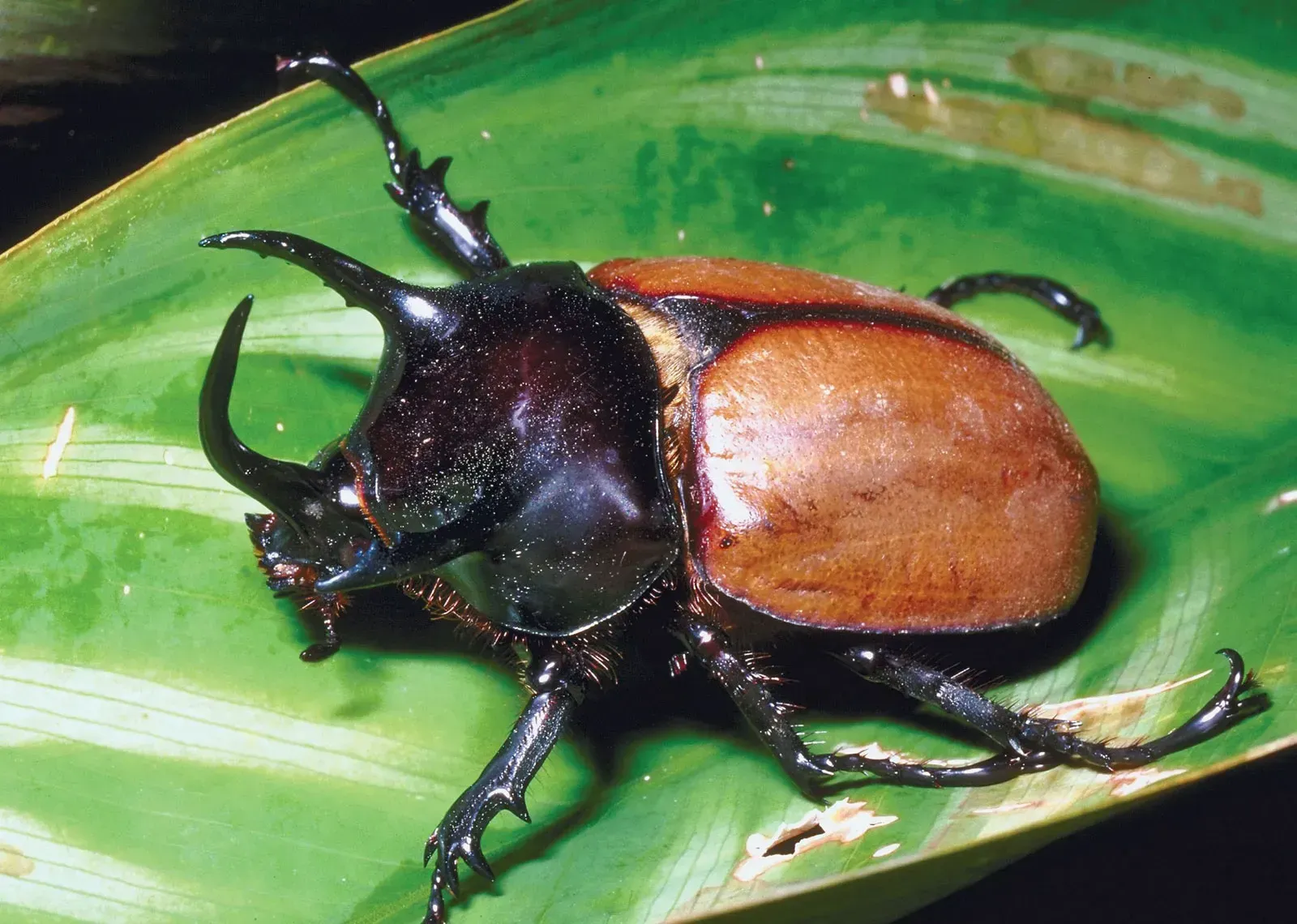 Beetle Spirit Animal: What Does a Beetle Symbolize?