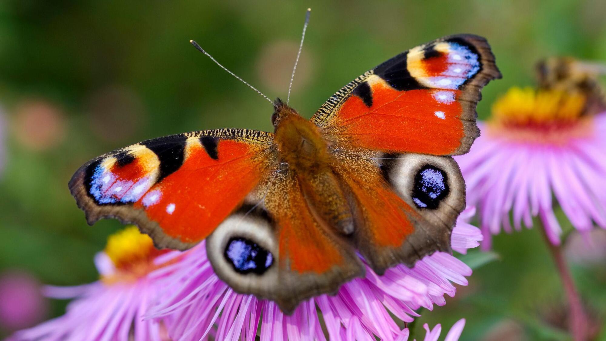 Butterfly Spirit Animal: What Does a Butterfly Symbolize?