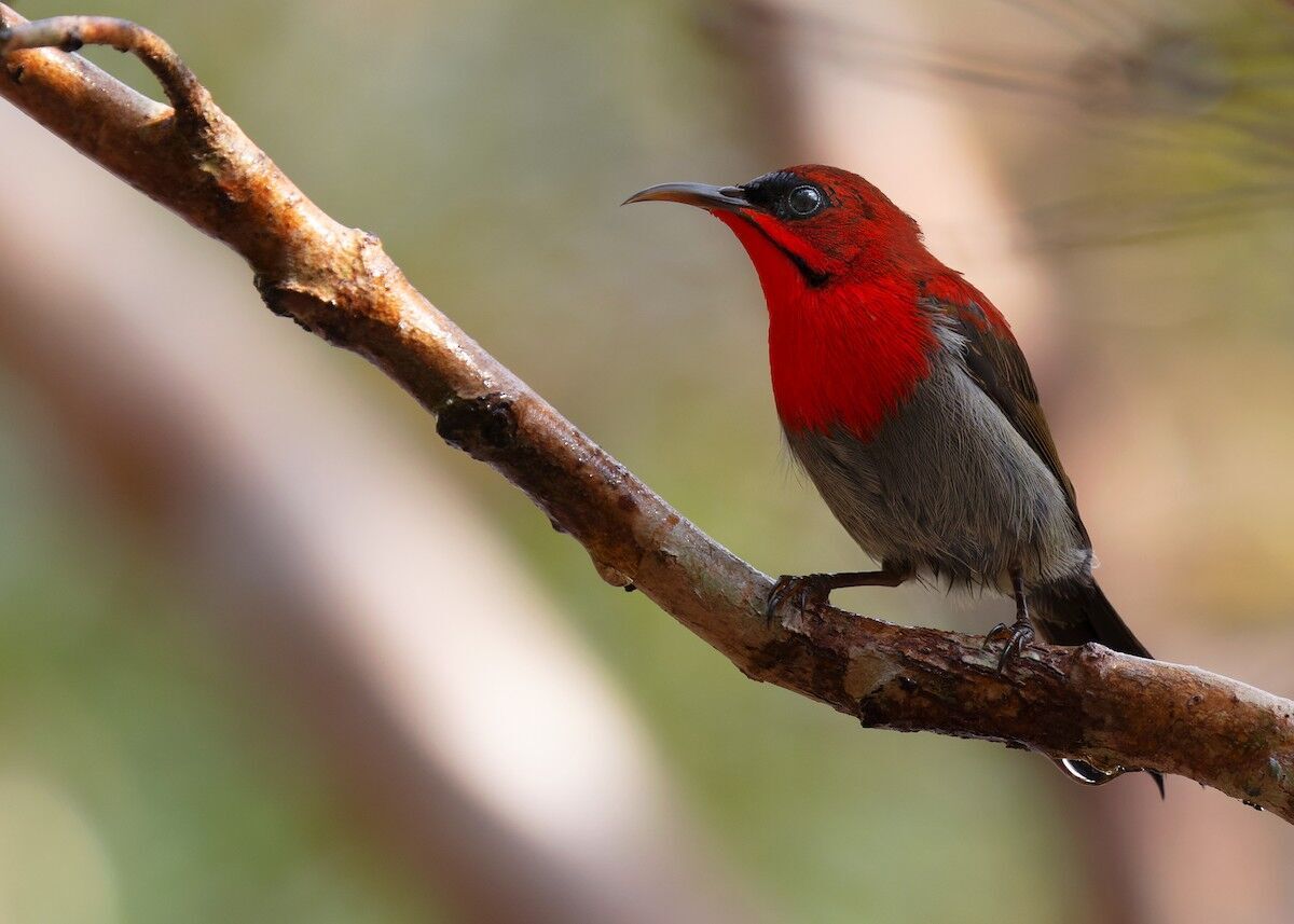 Red Bird Spirit Animal: What Does a Red Bird Symbolize?