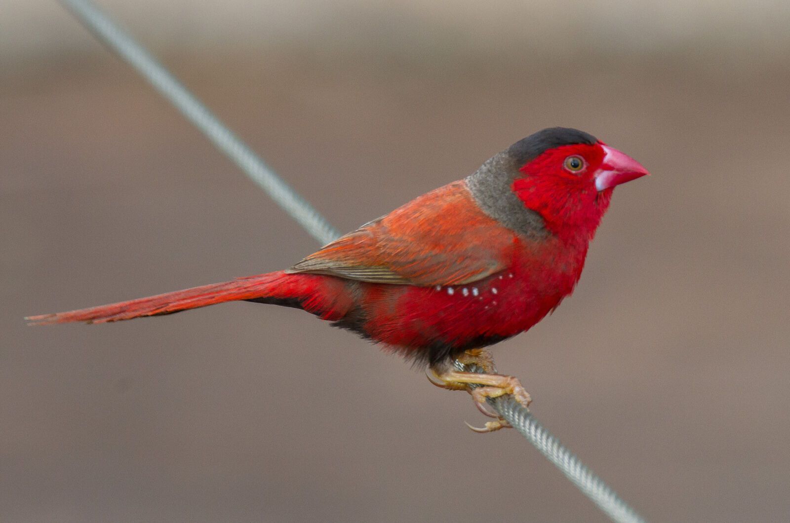 Red Bird Spirit Animal: What Does a Red Bird Symbolize?