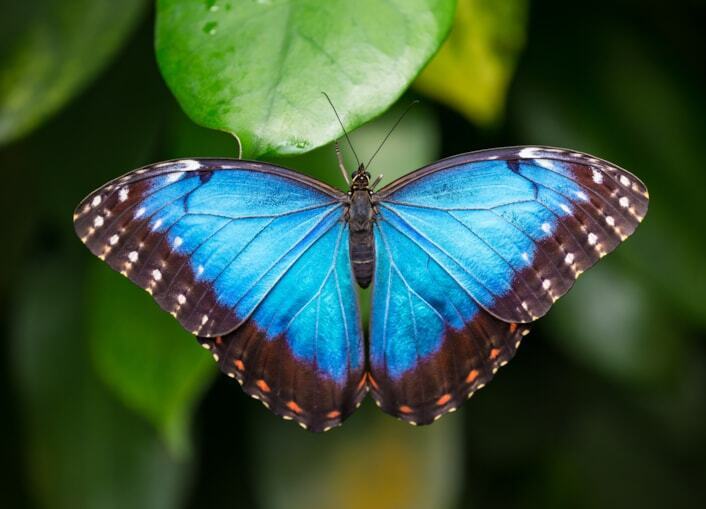 Butterfly Spirit Animal: What Does a Butterfly Symbolize?