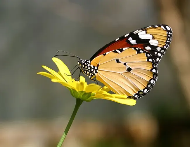 Butterfly Spirit Animal: What Does a Butterfly Symbolize?