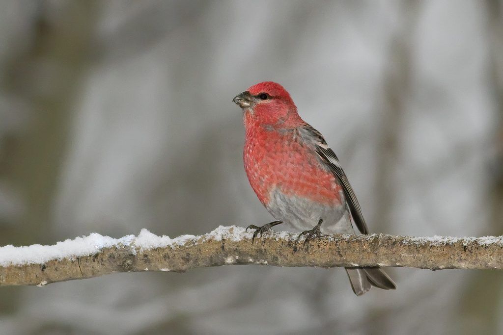 Red Bird Spirit Animal: What Does a Red Bird Symbolize?