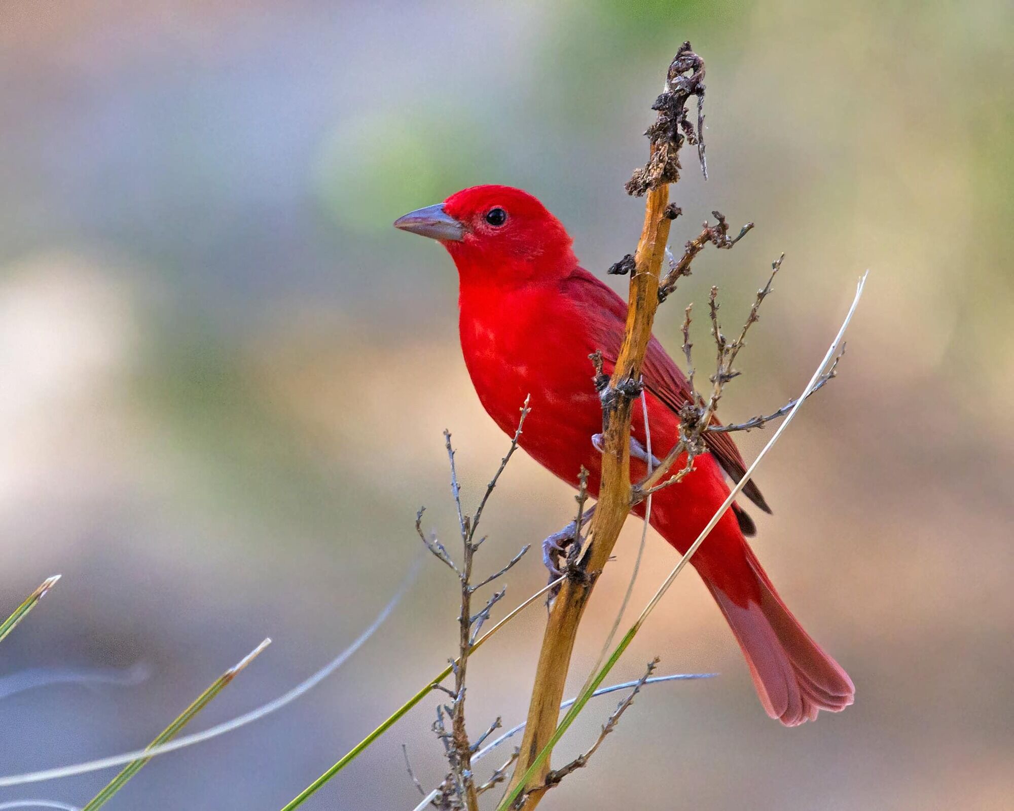 Red Bird Spirit Animal: What Does a Red Bird Symbolize?