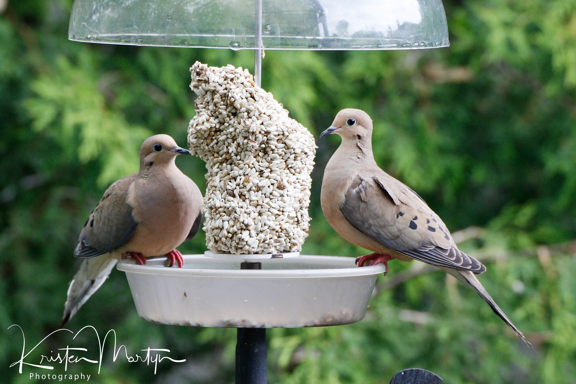 10 Spiritual Meanings of Seeing Two Grey Doves