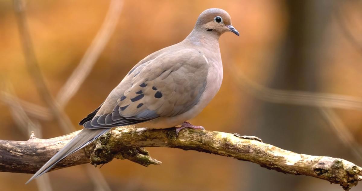 10 Spiritual Meanings of Seeing Two Grey Doves