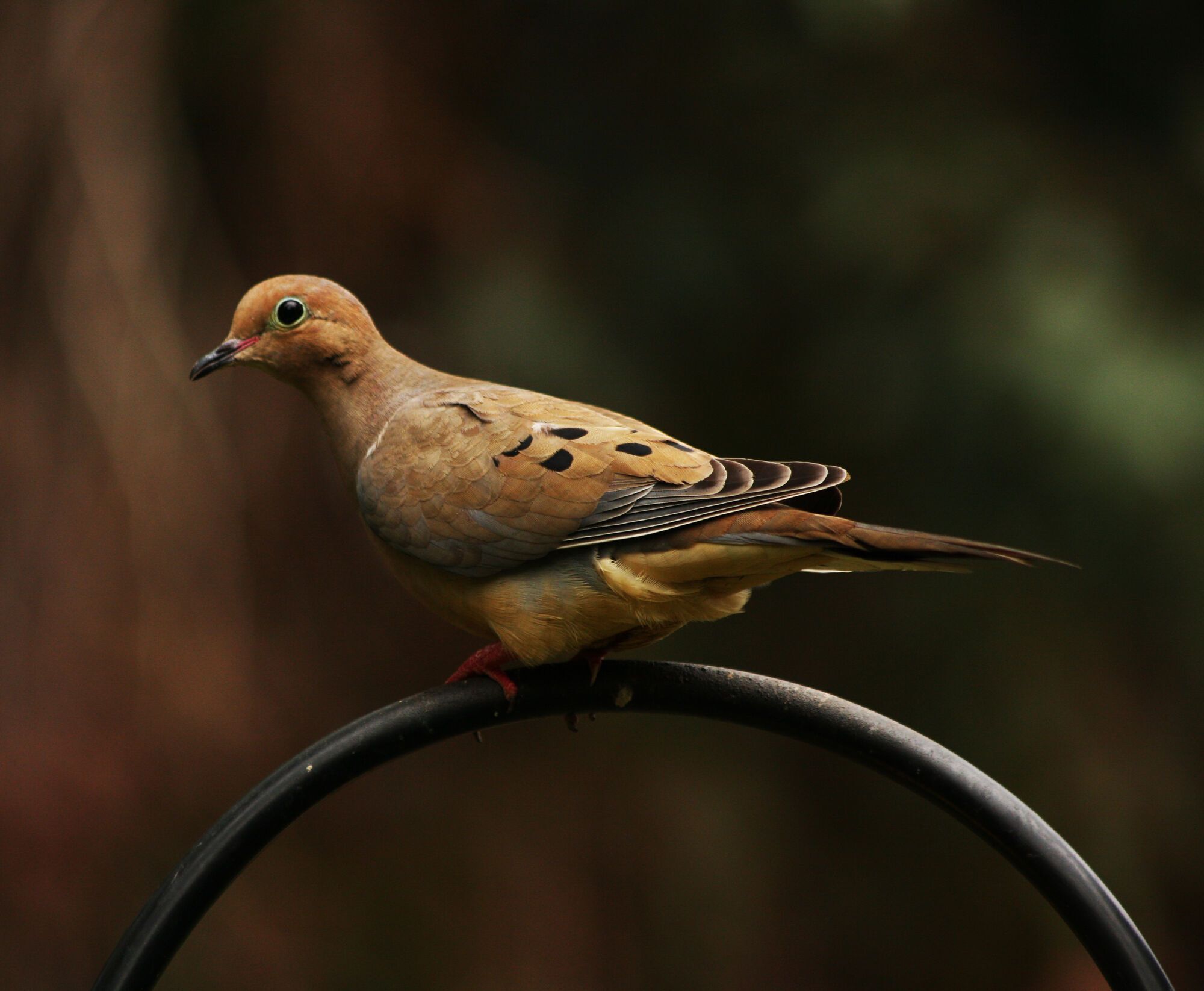 10 Spiritual Meanings of Seeing Two Grey Doves