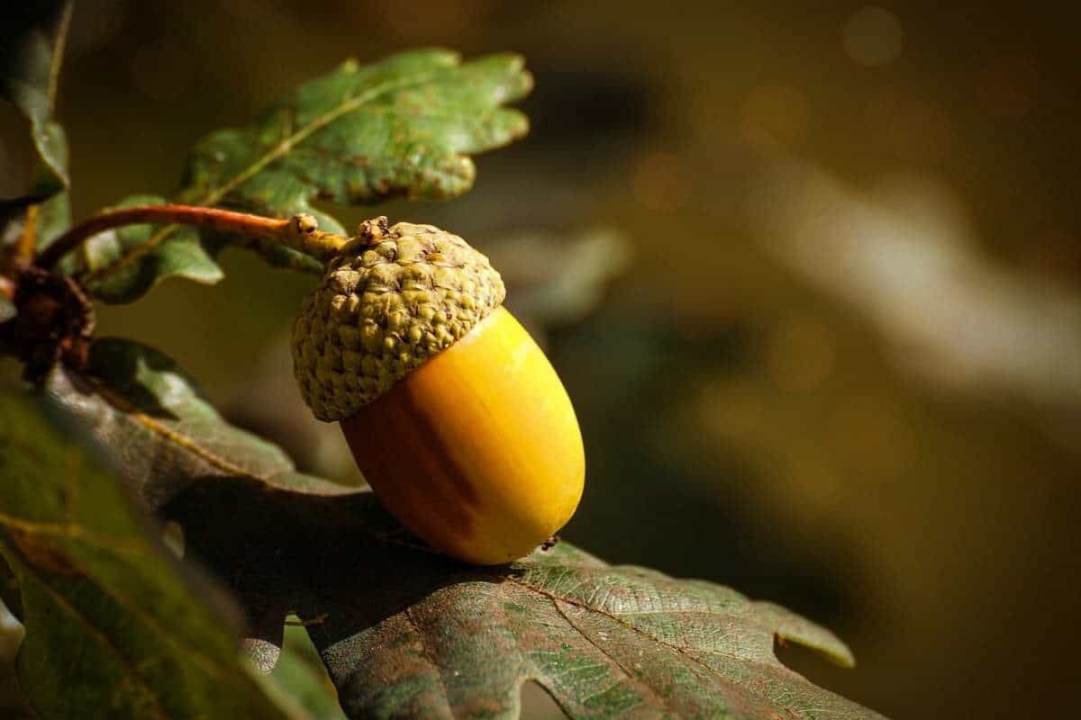 Acorn Dream Meanings and Spiritual Significance