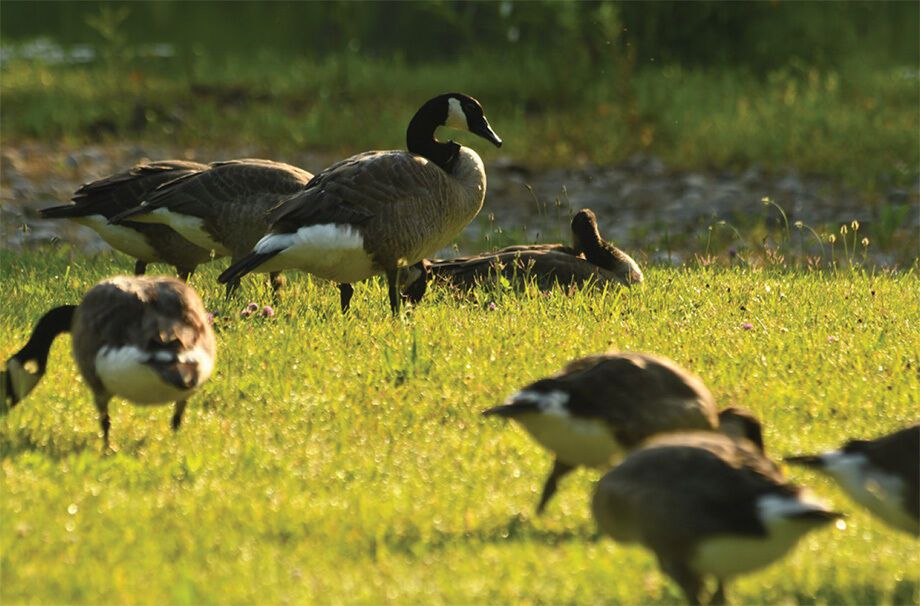 What Geese Mean in a Dream: All Interpretations