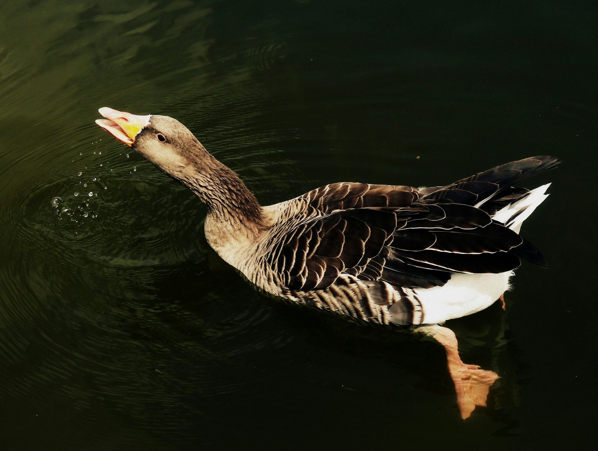 What Geese Mean in a Dream: All Interpretations