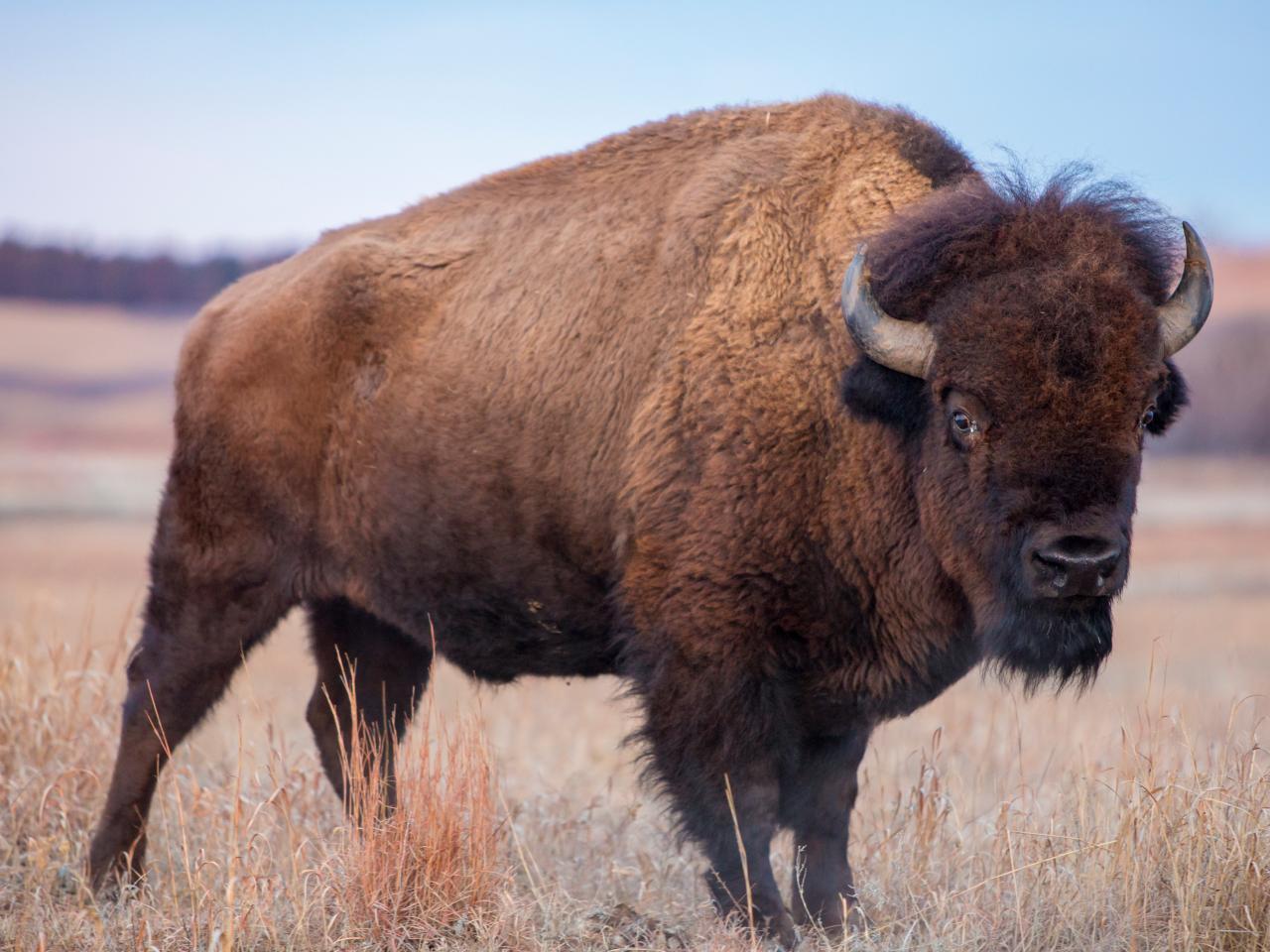 Bison Spirit Animal: Symbolism and Meanings