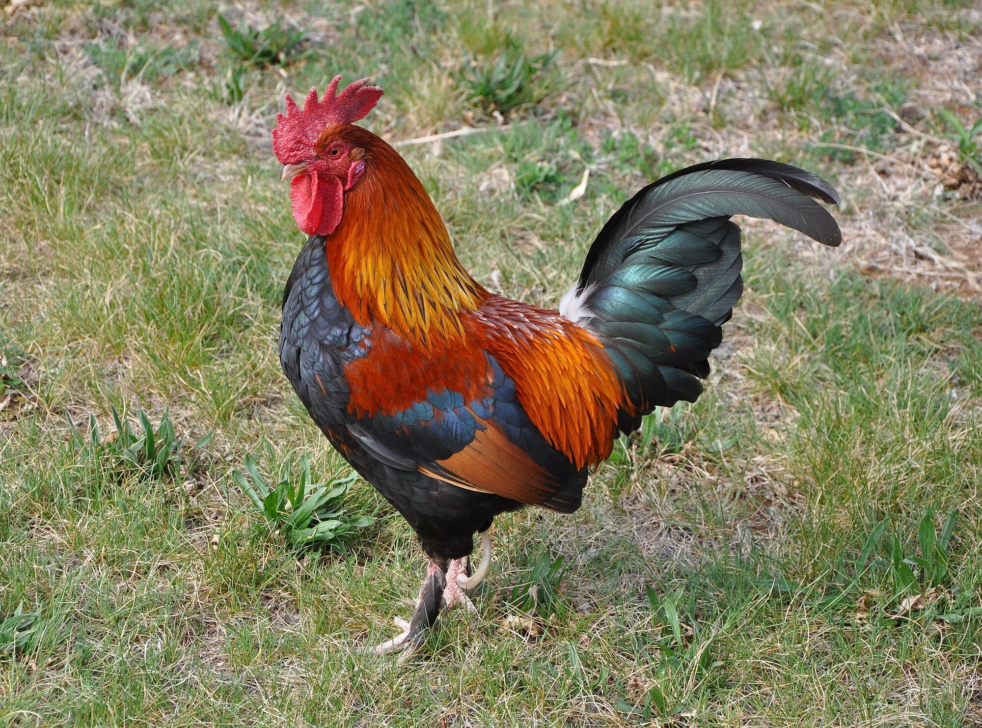 Rooster Spirit Animal: What Does a Rooster Symbolize?