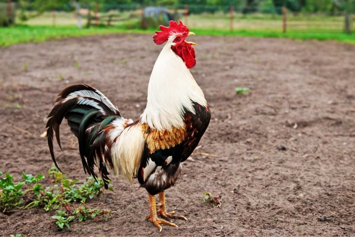 Rooster Spirit Animal: What Does a Rooster Symbolize?