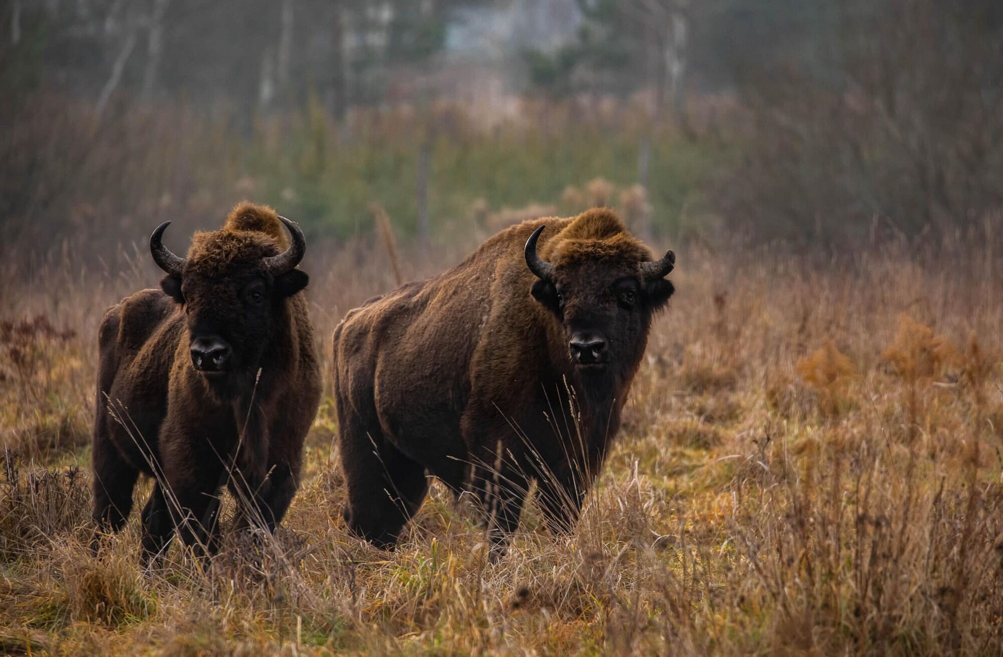 Bison Spirit Animal: Symbolism and Meanings