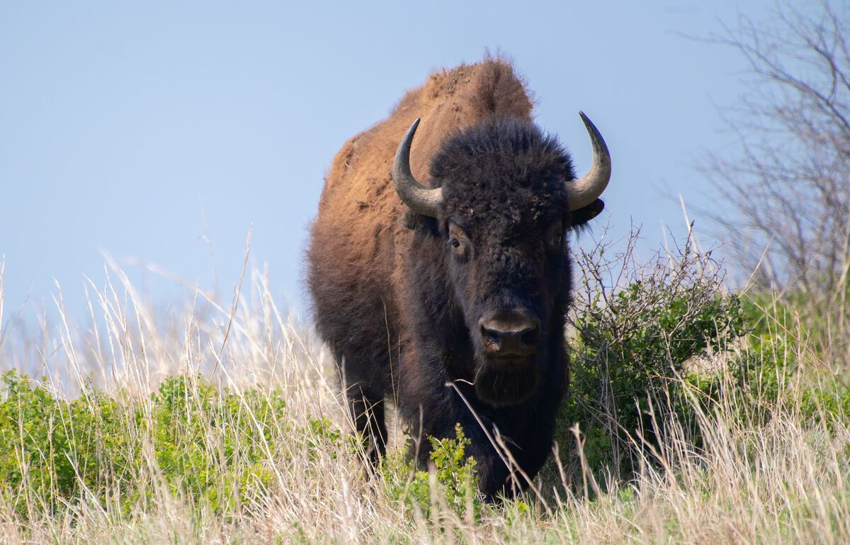 Bison Spirit Animal: Symbolism and Meanings