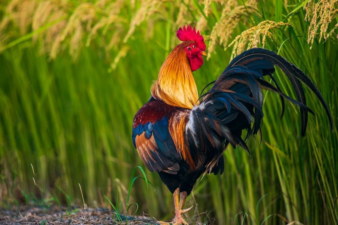 Rooster Spirit Animal: What Does a Rooster Symbolize?