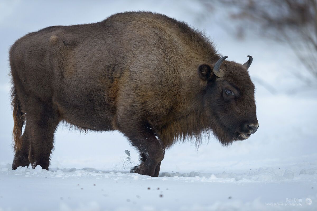 Bison Spirit Animal: Symbolism and Meanings