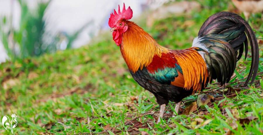 Rooster Spirit Animal: What Does a Rooster Symbolize?