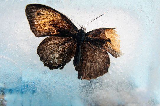 5 Spiritual Meanings of Seeing a Dead Butterfly